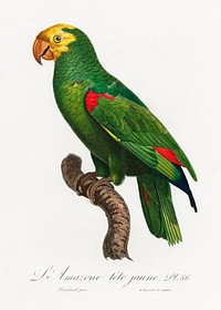 Yellow-Crowned Amazon, Amazona ochrocephala from Natural History of Parrots (1801&mdash;1805) by <a href="https://www.rawpixel.com/search/Francois%20Levaillant?sort=curated&amp;page=1">Francois Levaillant</a>. Original from the Biodiversity Heritage Library. Digitally enhanced by rawpixel.