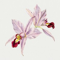 Laelia orchid hand drawn psd