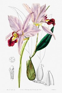 Bordered dwarf cattleya from Edwards&rsquo;s Botanical Register (1829&mdash;1847) by <a href="https://www.rawpixel.com/search/Sydenham%20Edwards?sort=curated&amp;page=1">Sydenham Edwards</a>, <a href="https://www.rawpixel.com/search/John%20Lindley?sort=curated&amp;page=1">John Lindley</a>, and <a href="https://www.rawpixel.com/search/James%20Ridgway?sort=curated&amp;page=1">James Ridgway</a>.