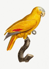 The Blue-Fronted Parrot illustration