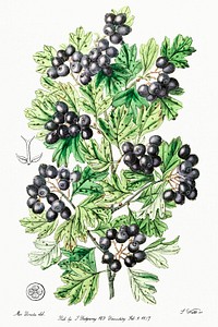 Hairy leaved black hawthorn from Edwards&rsquo;s Botanical Register (1829&mdash;1847) by <a href="https://www.rawpixel.com/search/Sydenham%20Edwards?sort=curated&amp;page=1">Sydenham Edwards</a>, <a href="https://www.rawpixel.com/search/John%20Lindley?sort=curated&amp;page=1">John Lindley</a>, and <a href="https://www.rawpixel.com/search/James%20Ridgway?sort=curated&amp;page=1">James Ridgway</a>.