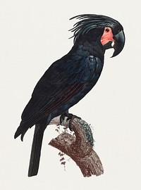 The Palm Cockatoo (Probosciger aterrimus) vintage illustration
