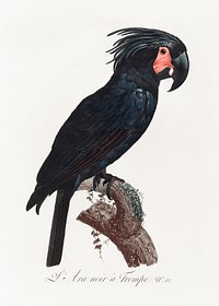 The Palm Cockatoo, Probosciger aterrimus from Natural History of Parrots (1801&mdash;1805) by <a href="https://www.rawpixel.com/search/Francois%20Levaillant?sort=curated&amp;page=1">Francois Levaillant</a>. Original from the Biodiversity Heritage Library. Digitally enhanced by rawpixel.