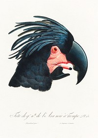 The Great Black Cockatoo, Probosciger aterrimus from Natural History of Parrots (1801&mdash;1805) by Francois Levaillant. Original from the Biodiversity Heritage Library. Digitally enhanced by rawpixel.