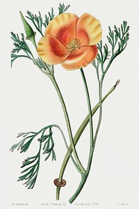 Saffron colored eschscholzia from Edwards&rsquo;s Botanical Register (1829&mdash;1847) by Sydenham Edwards, John Lindley, and James Ridgway.