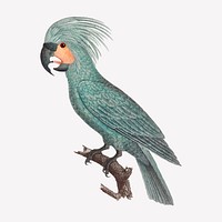 The Palm Cockatoos vintage illustration