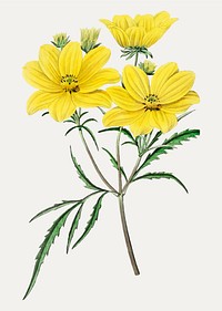 Vintage golden coreopsis flower branch for decoration
