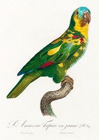 The Turquoise-Fronted Amazon, Amazona aestiva from Natural History of Parrots (1801&mdash;1805) by <a href="https://www.rawpixel.com/search/Francois%20Levaillant?sort=curated&amp;page=1">Francois Levaillant</a>. Original from the Biodiversity Heritage Library. Digitally enhanced by rawpixel.