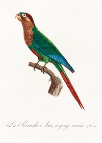 Wave-Breasted Parakeet from Natural History of Parrots (1801&mdash;1805) by <a href="https://www.rawpixel.com/search/Francois%20Levaillant?sort=curated&amp;page=1">Francois Levaillant</a>. Original from the Biodiversity Heritage Library. Digitally enhanced by rawpixel.