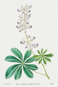 Half shrubby lupine from Edwards&rsquo;s Botanical Register (1829&mdash;1847) by <a href="https://www.rawpixel.com/search/Sydenham%20Edwards?sort=curated&amp;page=1">Sydenham Edwards</a>, <a href="https://www.rawpixel.com/search/John%20Lindley?sort=curated&amp;page=1">John Lindley</a>, and <a href="https://www.rawpixel.com/search/James%20Ridgway?sort=curated&amp;page=1">James Ridgway</a>.