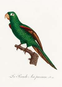 The Eclectus Parrot, Eclectus roratus from Natural History of Parrots (1801&mdash;1805) by <a href="https://www.rawpixel.com/search/Francois%20Levaillant?sort=curated&amp;page=1">Francois Levaillant</a>. Original from the Biodiversity Heritage Library. Digitally enhanced by rawpixel.