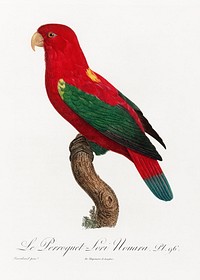 The Chattering Lory, Lorius garrulus from Natural History of Parrots (1801&mdash;1805) by <a href="https://www.rawpixel.com/search/Francois%20Levaillant?sort=curated&amp;page=1">Francois Levaillant</a>. Original from the Biodiversity Heritage Library. Digitally enhanced by rawpixel.