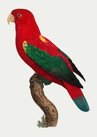 The Chattering Lory vintage illustration