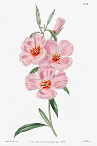 Ruddy godetia from Edwards&rsquo;s Botanical Register (1829&mdash;1847) by <a href="https://www.rawpixel.com/search/Sydenham%20Edwards?sort=curated&amp;page=1">Sydenham Edwards</a>, <a href="https://www.rawpixel.com/search/John%20Lindley?sort=curated&amp;page=1">John Lindley</a>, and <a href="https://www.rawpixel.com/search/James%20Ridgway?sort=curated&amp;page=1">James Ridgway</a>.