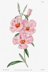 Ruddy godetia from Edwards’s Botanical Register (1829—1847) by Sydenham Edwards, John Lindley, and James Ridgway.