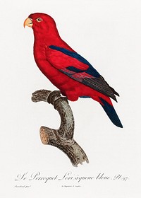 The Red Lory, Eos bornea from Natural History of Parrots (1801&mdash;1805) by <a href="https://www.rawpixel.com/search/Francois%20Levaillant?sort=curated&amp;page=1">Francois Levaillant</a>. Original from the Biodiversity Heritage Library. Digitally enhanced by rawpixel.