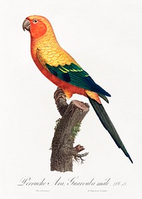 The Sun Parakeet, Aratinga solstitialis, male from Natural History of Parrots (1801&mdash;1805) by <a href="https://www.rawpixel.com/search/Francois%20Levaillant?sort=curated&amp;page=1">Francois Levaillant</a>. Original from the Biodiversity Heritage Library. Digitally enhanced by rawpixel.