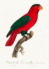 The Purple-Naped Lory, Lorius domicella from Natural History of Parrots (1801&mdash;1805) by <a href="https://www.rawpixel.com/search/Francois%20Levaillant?sort=curated&amp;page=1">Francois Levaillant</a>. Original from the Biodiversity Heritage Library. Digitally enhanced by rawpixel.