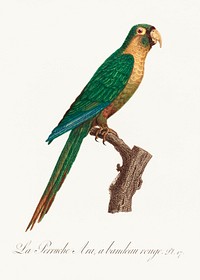 The Musk Lorikeet, Glossopsitta concinna from Natural History of Parrots (1801&mdash;1805) by <a href="https://www.rawpixel.com/search/Francois%20Levaillant?sort=curated&amp;page=1">Francois Levaillant</a>. Original from the Biodiversity Heritage Library. Digitally enhanced by rawpixel.