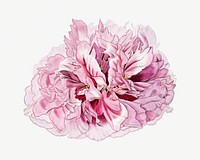 Vintage peony flower illustrated psd 