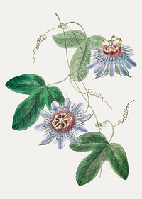Vintage lieut. sullivan&#39;s passion-flower branch for decoration