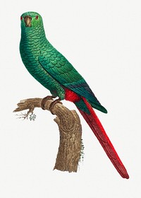The Emerald Parakeet vintage illustration
