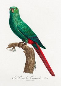 The Emerald Parakeet from Natural History of Parrots (1801&mdash;1805) by <a href="https://www.rawpixel.com/search/Francois%20Levaillant?sort=curated&amp;page=1">Francois Levaillant</a>. Original from the Biodiversity Heritage Library. Digitally enhanced by rawpixel.