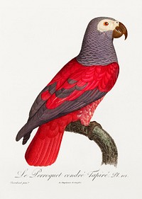 The Grey Parrot, Psittacus erithacus from Natural History of Parrots (1801&mdash;1805) by <a href="https://www.rawpixel.com/search/Francois%20Levaillant?sort=curated&amp;page=1">Francois Levaillant</a>. Original from the Biodiversity Heritage Library. Digitally enhanced by rawpixel.