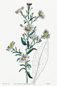 Glaucous aster from Edwards&rsquo;s Botanical Register (1829&mdash;1847) by Sydenham Edwards, John Lindley, and James Ridgway.