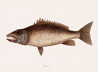 Mangrove Snapper (Turdus) from The natural history of Carolina, Florida, and the Bahama Islands (1754) by <a href="https://www.rawpixel.com/search/Mark%20Catesby?&amp;page=1">Mark Catesby</a> (1683-1749). Original from Biodiversity Heritage Library. Digitally enhanced by rawpixel.