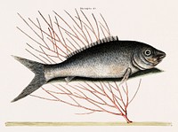 Vintage illustration of Bone-Fish (Mormyrus ex cinero nigricans)