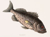 Rockfish (Perca venenosa) from The natural history of Carolina, Florida, and the Bahama Islands (1754) by <a href="https://www.rawpixel.com/search/Mark%20Catesby?&amp;page=1">Mark Catesby</a> (1683-1749). Original from Biodiversity Heritage Library. Digitally enhanced by rawpixel.