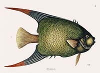 Vintage illustration of Angel Fish (An Acarauna)