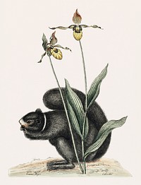 Vintage illustration of Black-Squirrel (Sciurus Niger)