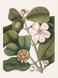 Vintage illustration of Balsam Tree (Cenchramidea Arbor)