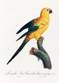 The Sun Parakeet, Aratinga solstitialis from Natural History of Parrots (1801&mdash;1805) by <a href="https://www.rawpixel.com/search/Francois%20Levaillant?sort=curated&amp;page=1">Francois Levaillant</a>. Original from the Biodiversity Heritage Library. Digitally enhanced by rawpixel.
