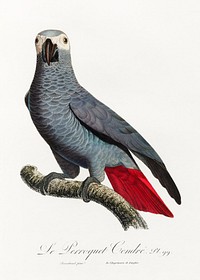 The Grey Parrot, Psittacus erithacus from Natural History of Parrots (1801&mdash;1805) by Francois Levaillant. Original from the Biodiversity Heritage Library. Digitally enhanced by rawpixel.