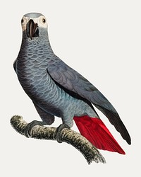 The Grey Parrot (Psittacus erithacus) illustration