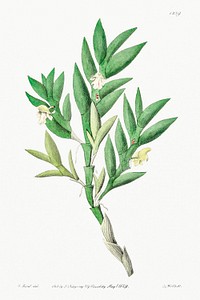 Two-edged dendrobium from Edwards&rsquo;s Botanical Register (1829&mdash;1847) by <a href="https://www.rawpixel.com/search/Sydenham%20Edwards?sort=curated&amp;page=1">Sydenham Edwards</a>, <a href="https://www.rawpixel.com/search/John%20Lindley?sort=curated&amp;page=1">John Lindley</a>, and <a href="https://www.rawpixel.com/search/James%20Ridgway?sort=curated&amp;page=1">James Ridgway</a>.