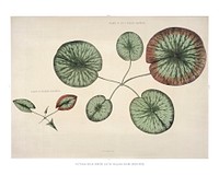 Great water lily art print, vintage Victoria Regia illustration, remix from the artwork of William Sharp