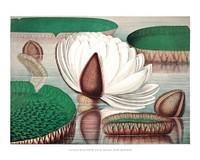 Great water lily art print, vintage Victoria Regia illustration, remix from the artwork of William Sharp