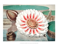 Great water lily art print, vintage Victoria Regia illustration, remix from the artwork of William Sharp