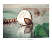 Great water lily art print, vintage Victoria Regia illustration, remix from the artwork of William Sharp