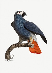 The Grey Parrot vintage illustration