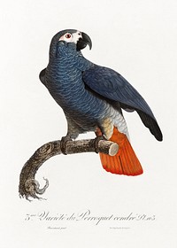 The Grey Parrot, Psittacus erithacus from Natural History of Parrots (1801&mdash;1805) by <a href="https://www.rawpixel.com/search/Francois%20Levaillant?sort=curated&amp;page=1">Francois Levaillant</a>. Original from the Biodiversity Heritage Library. Digitally enhanced by rawpixel.
