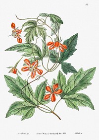 Red loasa from Edwards&rsquo;s Botanical Register (1829&mdash;1847) by <a href="https://www.rawpixel.com/search/Sydenham%20Edwards?sort=curated&amp;page=1">Sydenham Edwards</a>, <a href="https://www.rawpixel.com/search/John%20Lindley?sort=curated&amp;page=1">John Lindley</a>, and <a href="https://www.rawpixel.com/search/James%20Ridgway?sort=curated&amp;page=1">James Ridgway</a>.