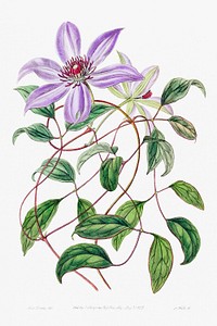 Violet clematis flower from Edwards&rsquo;s Botanical Register (1829&mdash;1847) by <a href="https://www.rawpixel.com/search/Sydenham%20Edwards?sort=curated&amp;page=1">Sydenham Edwards</a>, <a href="https://www.rawpixel.com/search/John%20Lindley?sort=curated&amp;page=1">John Lindley</a>, and <a href="https://www.rawpixel.com/search/James%20Ridgway?sort=curated&amp;page=1">James Ridgway</a>.