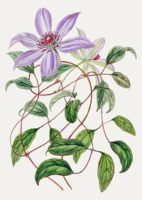 Vintage violet clematis flower branch for decoration
