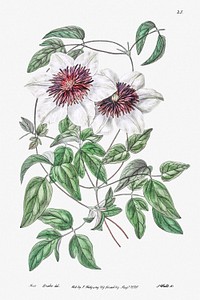Siebald&#39;s clematis from Edwards&rsquo;s Botanical Register (1829&mdash;1847) by <a href="https://www.rawpixel.com/search/Sydenham%20Edwards?sort=curated&amp;page=1">Sydenham Edwards</a>, <a href="https://www.rawpixel.com/search/John%20Lindley?sort=curated&amp;page=1">John Lindley</a>, and <a href="https://www.rawpixel.com/search/James%20Ridgway?sort=curated&amp;page=1">James Ridgway</a>.