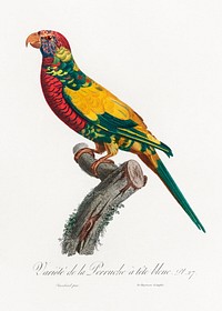 The Rainbow Lorikeet, Trichoglossus moluccanus from Natural History of Parrots (1801&mdash;1805) by <a href="https://www.rawpixel.com/search/Francois%20Levaillant?sort=curated&amp;page=1">Francois Levaillant</a>. Original from the Biodiversity Heritage Library. Digitally enhanced by rawpixel.